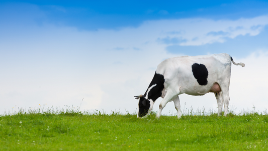 Grass fed whey