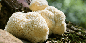 Unlocking the Potential of Lion’s Mane Extracts